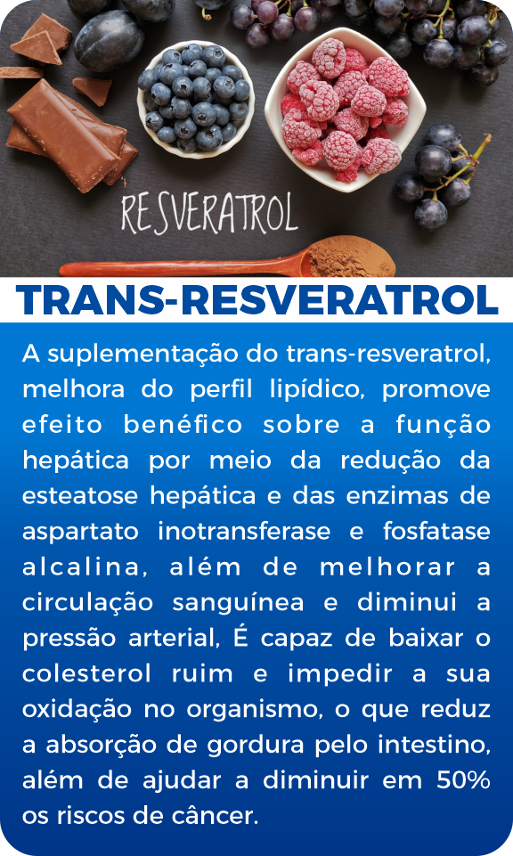 trans 08